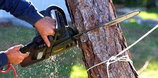 How Our Tree Care Process Works  in  Palmerton, PA