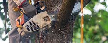 Best Commercial Tree Services  in Lmerton, PA