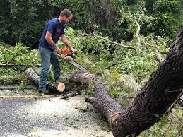 Trusted Palmerton, PA Tree Services Experts