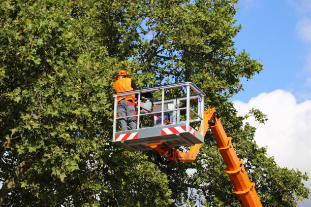 Best Tree Disease Treatment  in Lmerton, PA