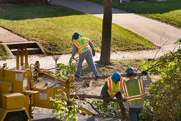 Best Tree and Shrub Care  in Lmerton, PA