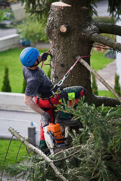 Best Tree Health Inspection  in Lmerton, PA