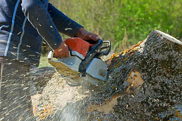 Best Stump Grinding and Removal  in Lmerton, PA